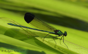 Calopteryx dimidiata, male